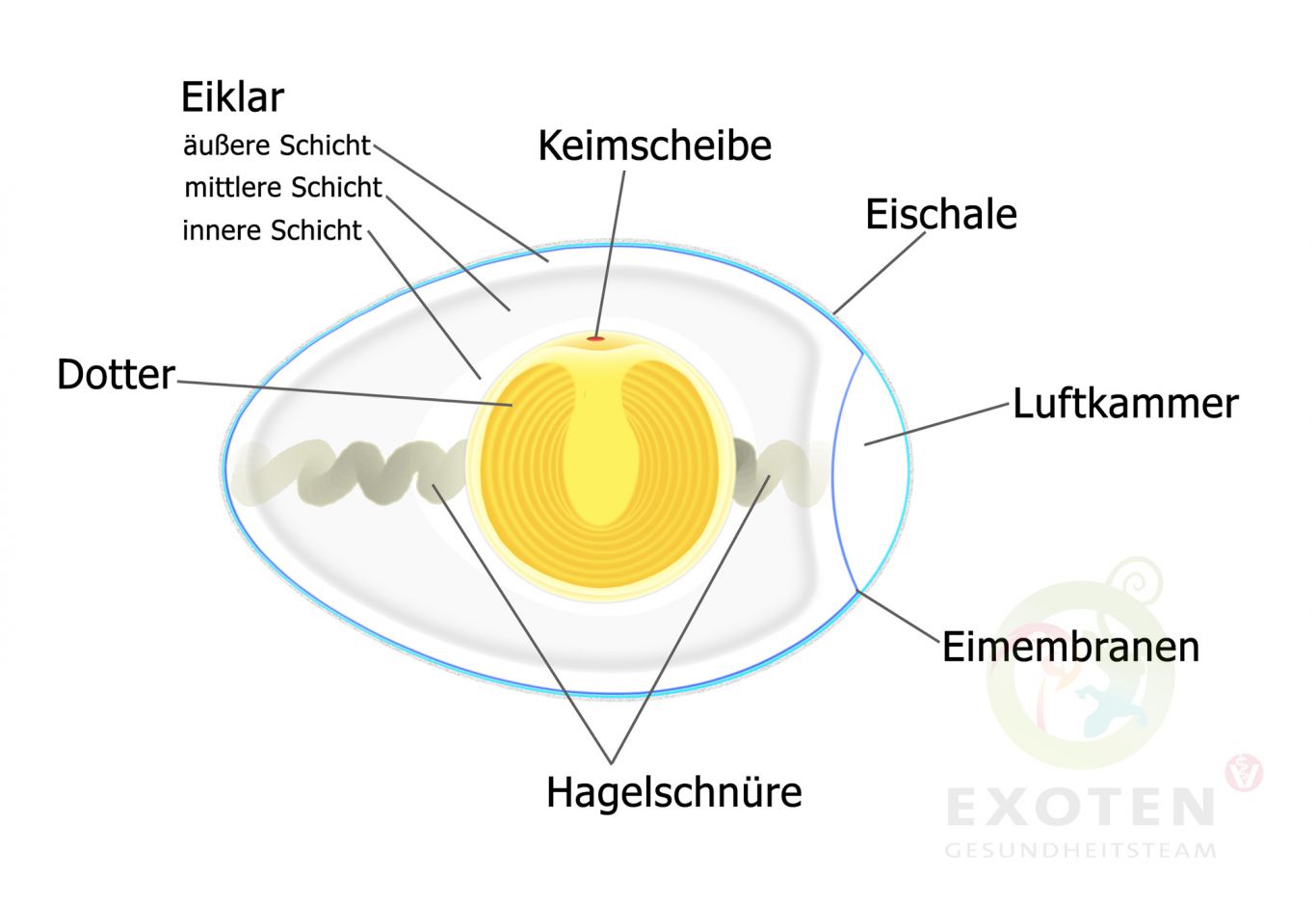 Ein bisschen Eikunde Oologie