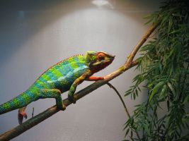 Teilansicht der Vogelstation des Exotengesundheitsteams